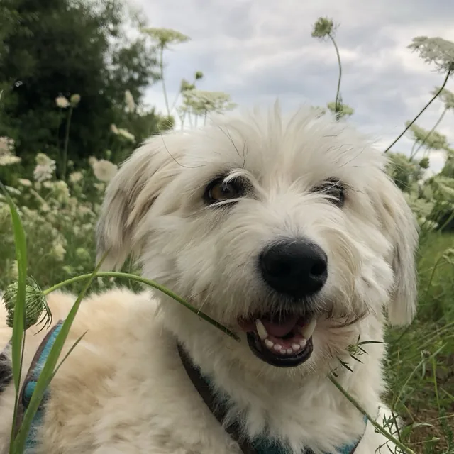 Luna, eine weiße Terriermix-Hündin, liegt lachend in einer Blumenwiese